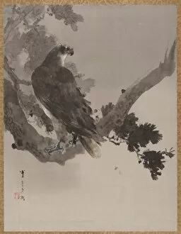 Album Leaf Gallery: Eagle in a Tree, ca. 1887. Creator: Watanabe Seitei