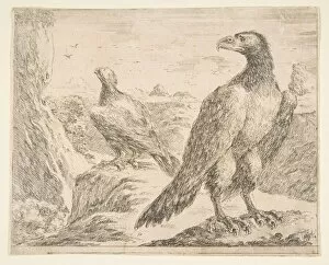 Birds Of Prey Gallery: Two eagles, from Eagles (Les aigles), ca. 1651. Creator: Stefano della Bella