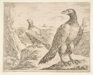 Two eagles, from Eagles (Les aigles), ca. 1651. Creator: Stefano della Bella
