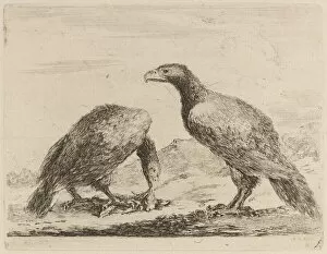 Birds Of Prey Gallery: Two Eagles, One Eating a Small Lamb. Creator: Stefano della Bella