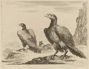 Two Eagles, Both with Heads Turned to the Left, On a High Cliff