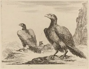 Birds Of Prey Gallery: Two Eagles, Both with Heads Turned to the Left, On a High Cliff