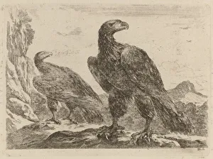 Claw Prints: Two Eagles, Both with Heads Turned to the Right. Creator: Stefano della Bella