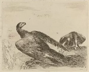 Beak Gallery: Two Eagles on a Promitory. Creator: Stefano della Bella