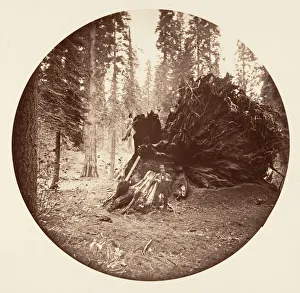 Sequoiadendron Giganteum Prints: Eagles Wing - Calaveras Grove, ca. 1878. Creator: Carleton Emmons Watkins