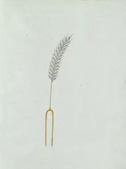 Corn Prints: Ear of corn, c.1800-c.1810. Creator: Carl Friedrich Bärthel