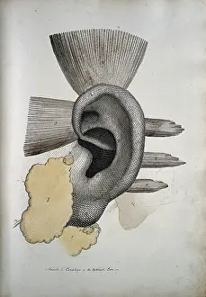 The ear: muscles and cartailage, between 1800 and 1899. Creator: Unknown