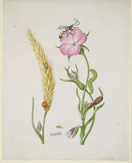 Copy Prints: Ear of wheat and Corn Cockle with Metamorphoses of the Five-Spot Ladybird and Blowfly