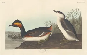 Grebe Prints: Eared Grebe, 1838. Creator: Robert Havell