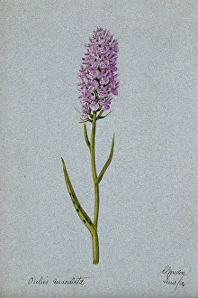 Single Stem Prints: Early purple orchid (Orchis mascula): flowering stem, 1904. Creator: Unknown