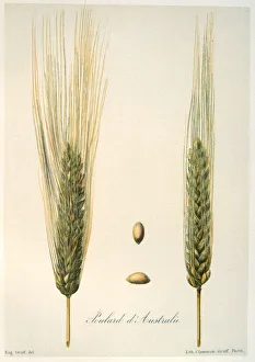 Ears of wheat, c1888. Artist: E Graff