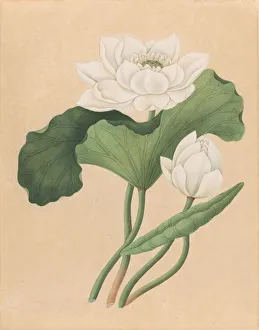 East Indian Lotus (Nelumbo nucifera), late 19th century. Creator: Unknown East Indian Lotus (Nelumbo nucifera), late 19th century. Creator: Unknown