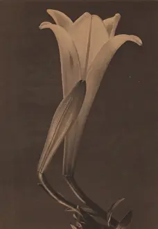 Lily Prints: Easter Lily and Bud, 1925. Creator: Tina Modotti