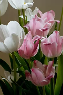 Botanical Collection: Easter Tulips. Creator: Tom Artin