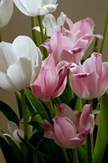 Tulipa Prints: Easter Tulips. Creator: Tom Artin
