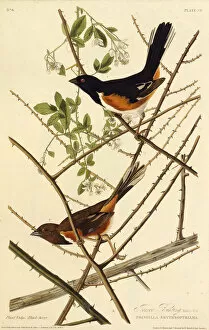Audubon Gallery: The eastern towhee. From The Birds of America, 1827-1838. Creator: Audubon
