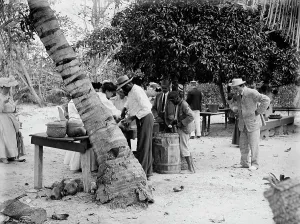 Coconut Palm Prints: Eating cocoanuts, c1906. Creator: Unknown
