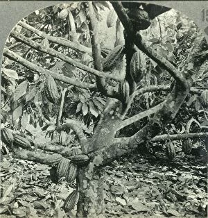 British West Indies Collection: The Eccentric Growth of Cocoa Pods, Dominica, British West Indies, c1930s. Creator: Unknown