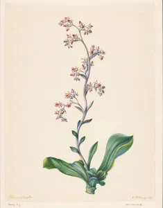 Succulent Prints: Echeveria Grandiflora, 1847. Creator: Elisabeth Johanna Koning
