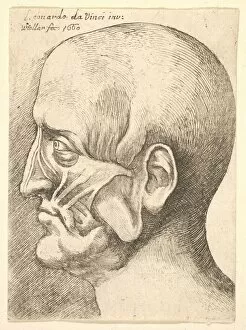 Dissection Gallery: Ecorche head of a man in profile to left, 1660. Creator: Wenceslaus Hollar