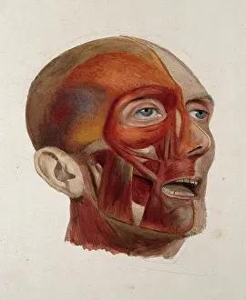 Muscles Prints: An ecorche head of a man: three-quarter view