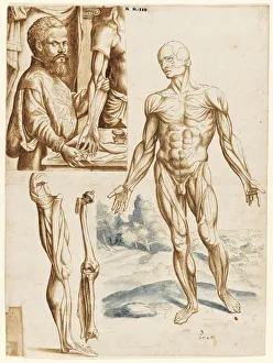 Ecorche with Portrait of Andreas Vesalius (1514-1564), 1545