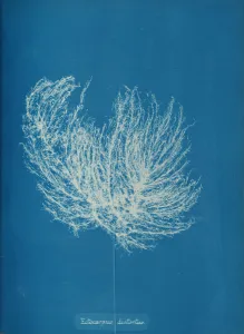 Earliest Prints: Ectocarpus distantus, ca. 1853. Creator: Anna Atkins
