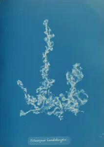 Anna Gallery: Ectocarpus Landsburghii, ca. 1853. Creator: Anna Atkins