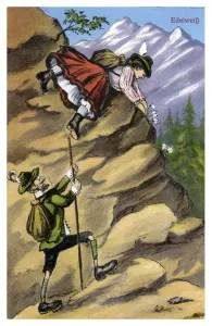 Mountaineer Gallery: Edelweiss, late 19th or early 20th century(?)