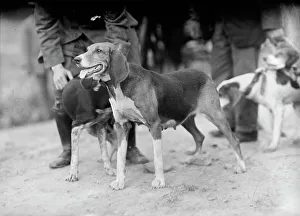 Edgewood Hunt. Hounds, 1912. Creator: Harris & Ewing. Edgewood Hunt. Hounds, 1912. Creator: Harris & Ewing