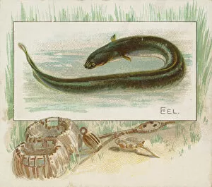 Aquatic Gallery: Eel, from Fish from American Waters series (N39) for Allen & Ginter Cigarettes, 1889