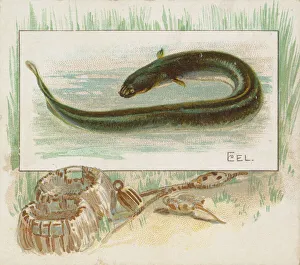 Aquatic Prints: Eel, from Fish from American Waters series (N39) for Allen & Ginter Cigarettes, 1889