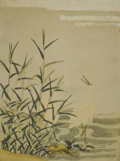 Reed Gallery: Egrets in the Reeds, c. 1774. Creator: Isoda Koryusai