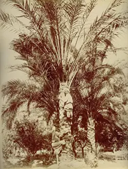 1880 Prints: Egypt, 1880. Creator: Hippolyte Arnoux