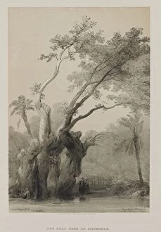 Louis Haghe Gallery: Egypt and Nubia, Volume III: The Holy Tree of Metereah, 1849. Creator: Louis Haghe (British)