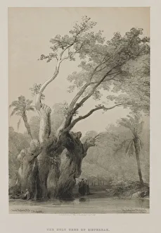 1806 1885 Prints: Egypt and Nubia, Volume III: The Holy Tree of Metereah