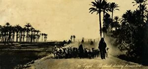 Egypt - Shepherd driving homeward, c1918-c1939. Creator: Unknown