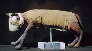 Egyptian mummy of a cat from the Louvres collection