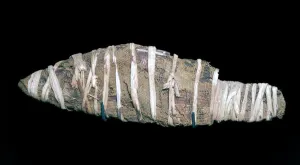 Egyptian mummy of a fish