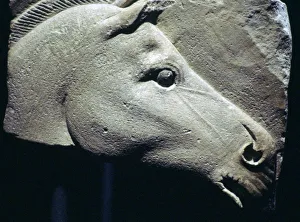 Egyptian relief of a horses head