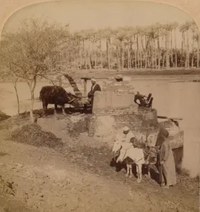 An Egyptian Sakiyeh, Drawing Nile Water for Irrigation, Egypt, 1896