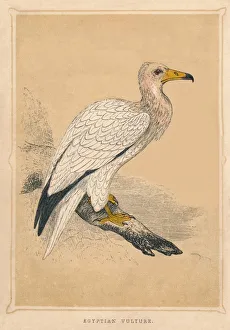 Vulture Prints: Egyptian Vulture, (Neophron percnopterus), c1850, (1856)