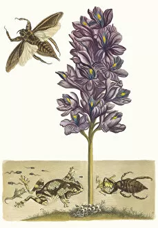 Botanical Illustration Gallery: Eichhornia crassipes. From the Book Metamorphosis insectorum Surinamensium, 1705