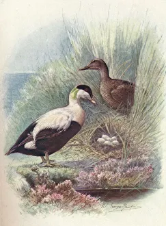 Chambers Prints: Eider-Duck - Somate ria mollis sima, c1910, (1910). Artist: George James Rankin