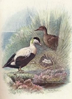 W R Chambers Ltd Collection: Eider-Duck - Somate ria mollis sima, c1910, (1910). Artist: George James Rankin