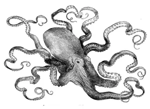 The eight-armed cuttle-fish in the Crystal Palace Aquarium, 1871. Creator: Unknown