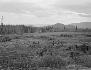 Cleared Land Prints: Part of eighty-acre farm showing cleared pasture land and uncleared piece