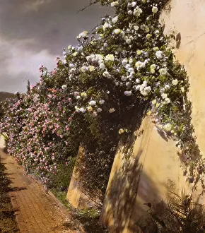 Climbing Plants Prints: El Fureidis, James Waldron Gillespie house