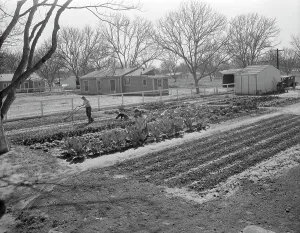 Homestead Prints: El Monte federal subsistence homesteads, California, 1936. Creator: Dorothea Lange