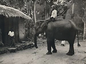 Kandy Gallery: Elefant auf einem Wege bei Kandy, 1926